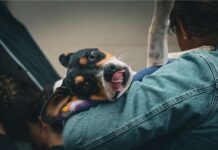 Barão de Cocais terá mutirão de castração nesta sexta e sábado